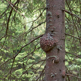 Bäulenwuchs am Stamm eines Baumes