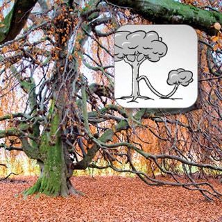 Bodenberührende Äste mit Schemazeichnung