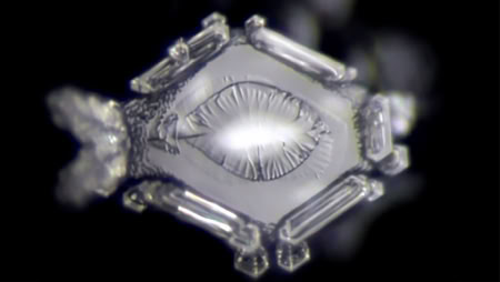 Wasserkristall zeigt das Blatt eines Baumes