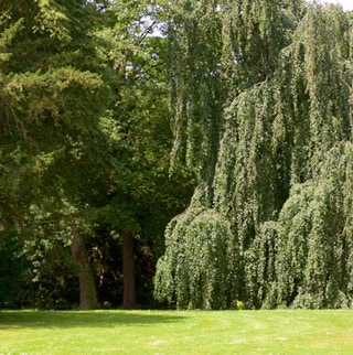 Bäume im Park